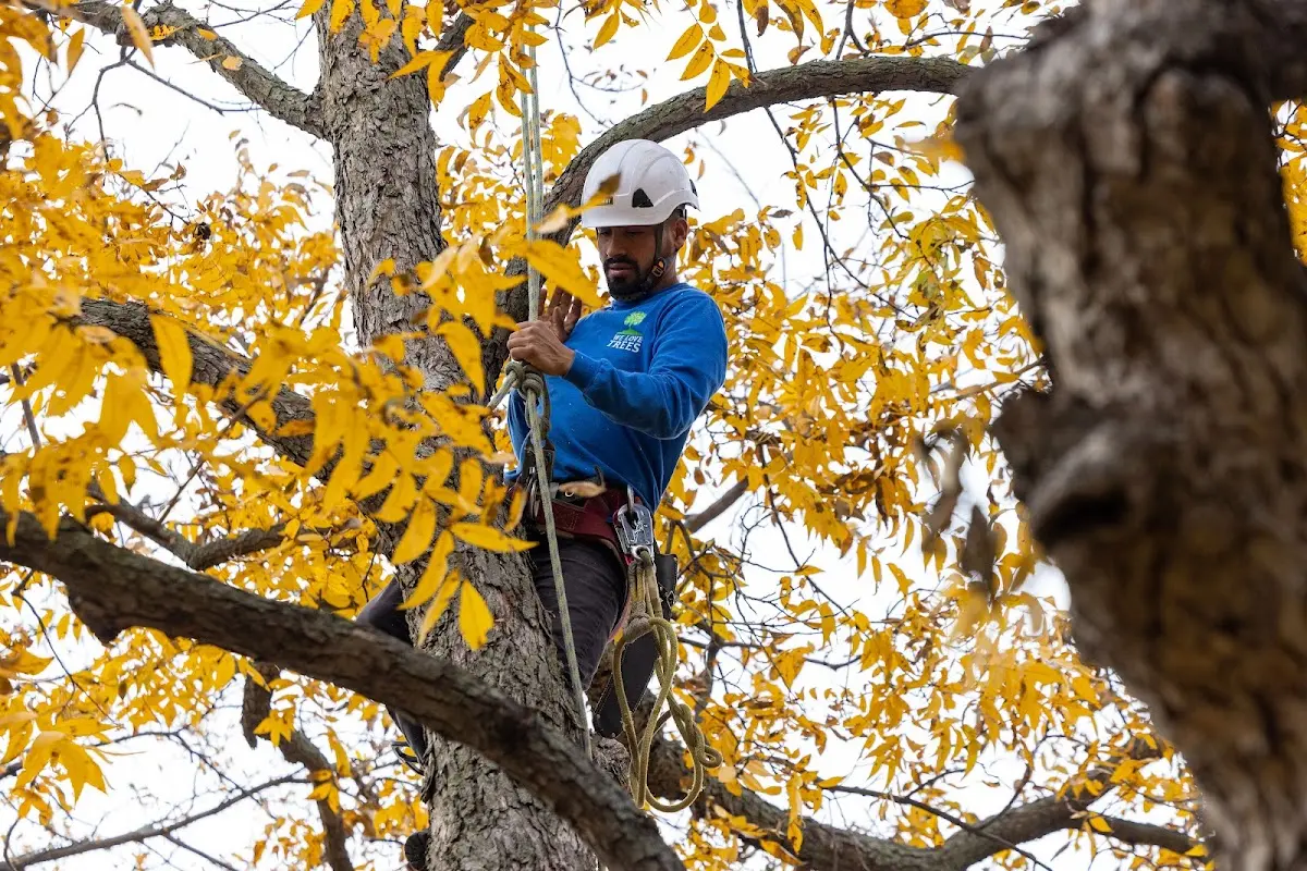 Skilled Tree Planting crew working in Luling